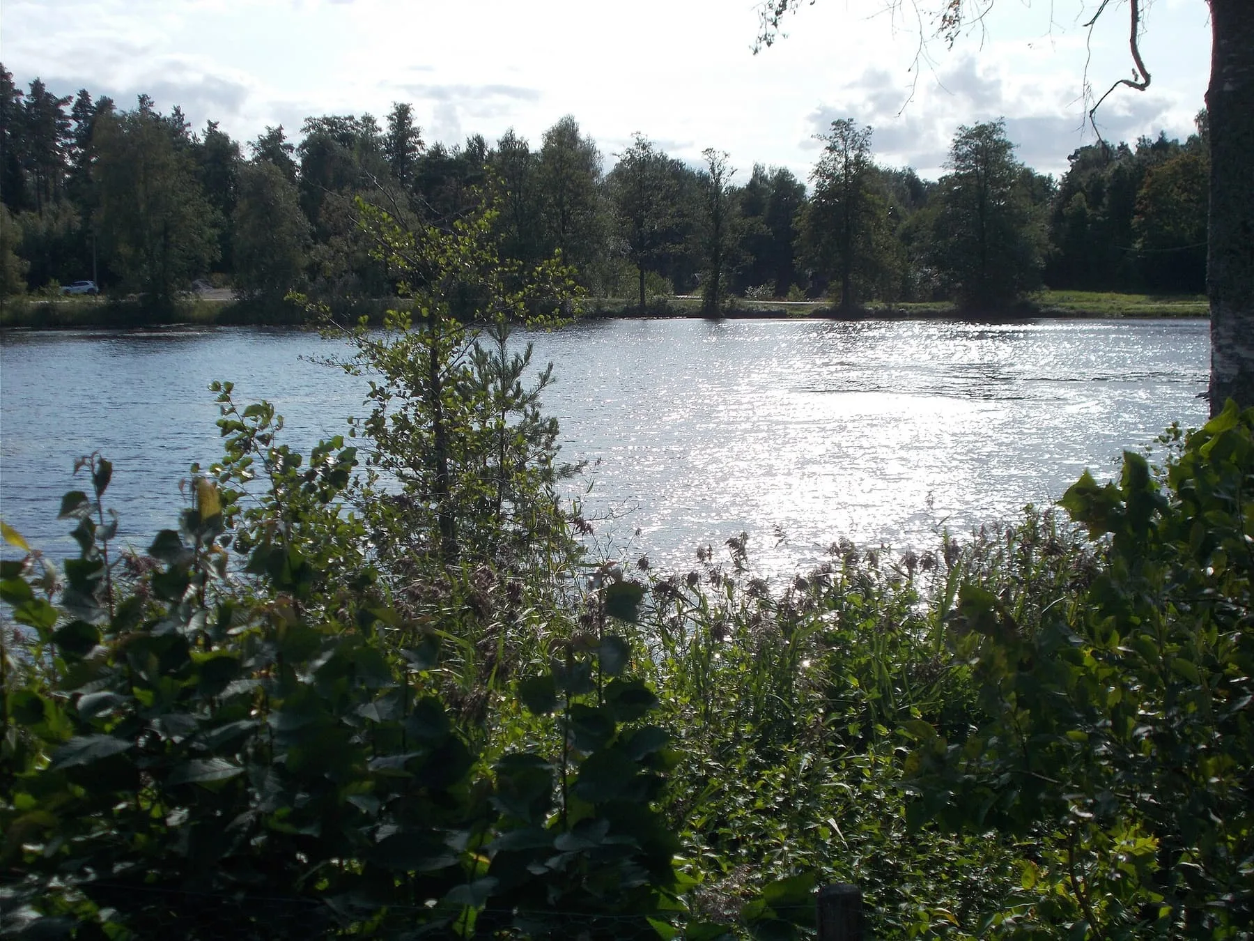 En liten skogssjö med stilla vatten och barrträd längs stranden.